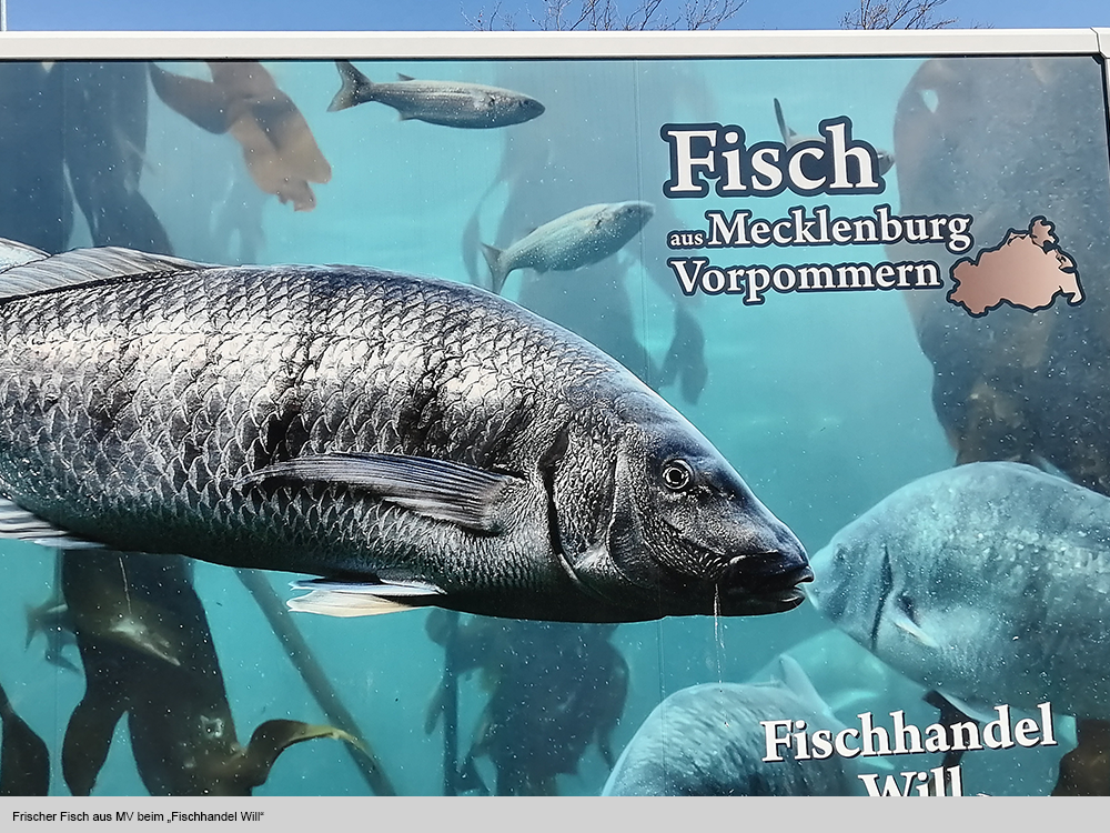 Frischer Fisch, nicht vom Fritz